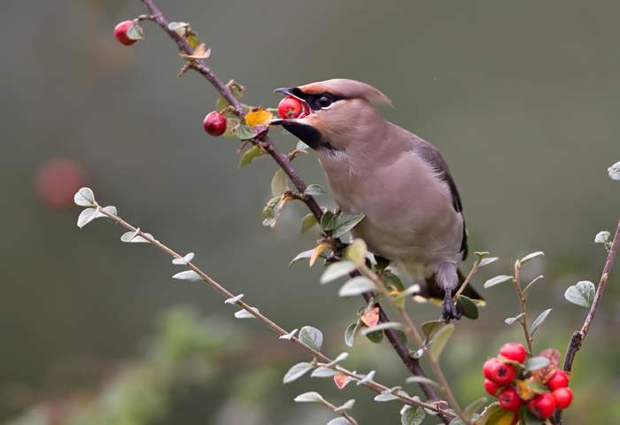pestvogel in Hoorn.jpg